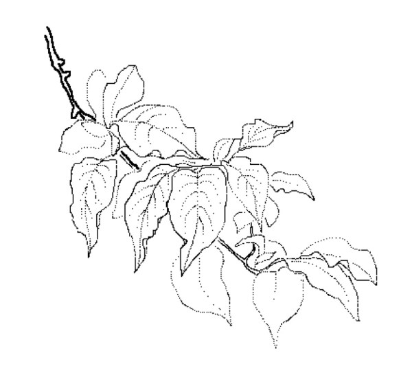 1126-syringa-reticulata-big