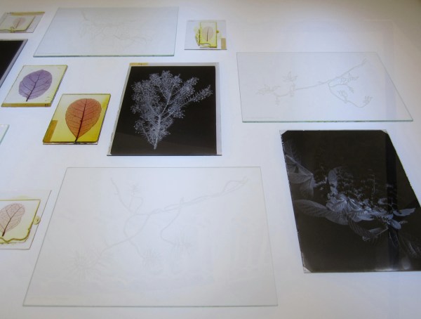 humbolt1-small-300dpi